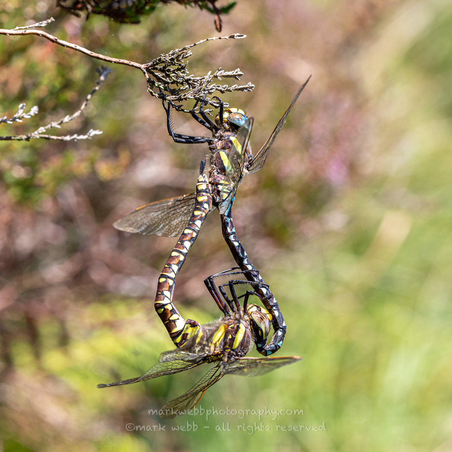Mating