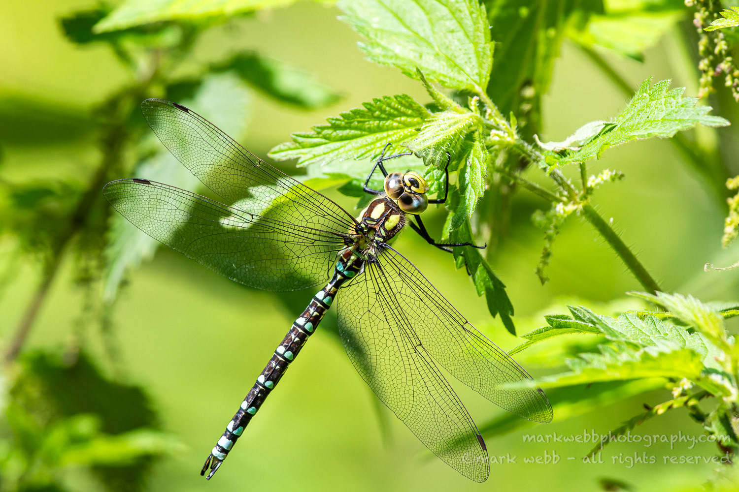 Male (Rarer Blue Markings)