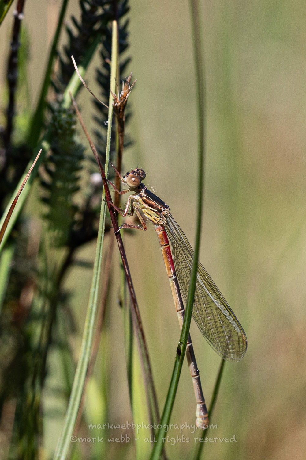 Female (typica - Teneral / Newly Emerged)