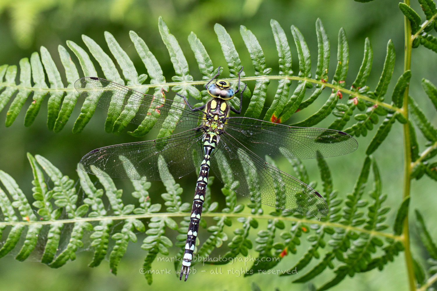 Male (Young)