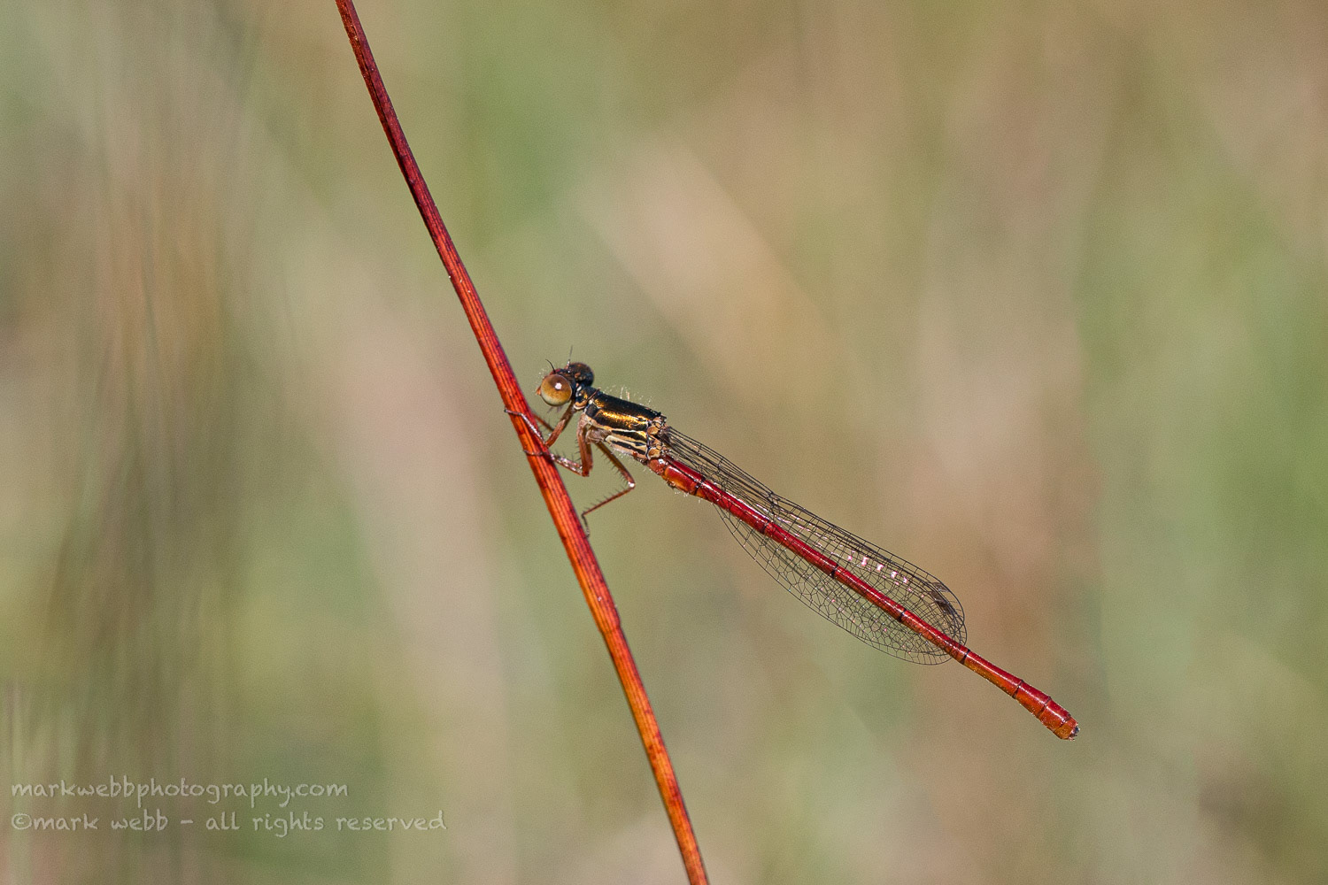 Male