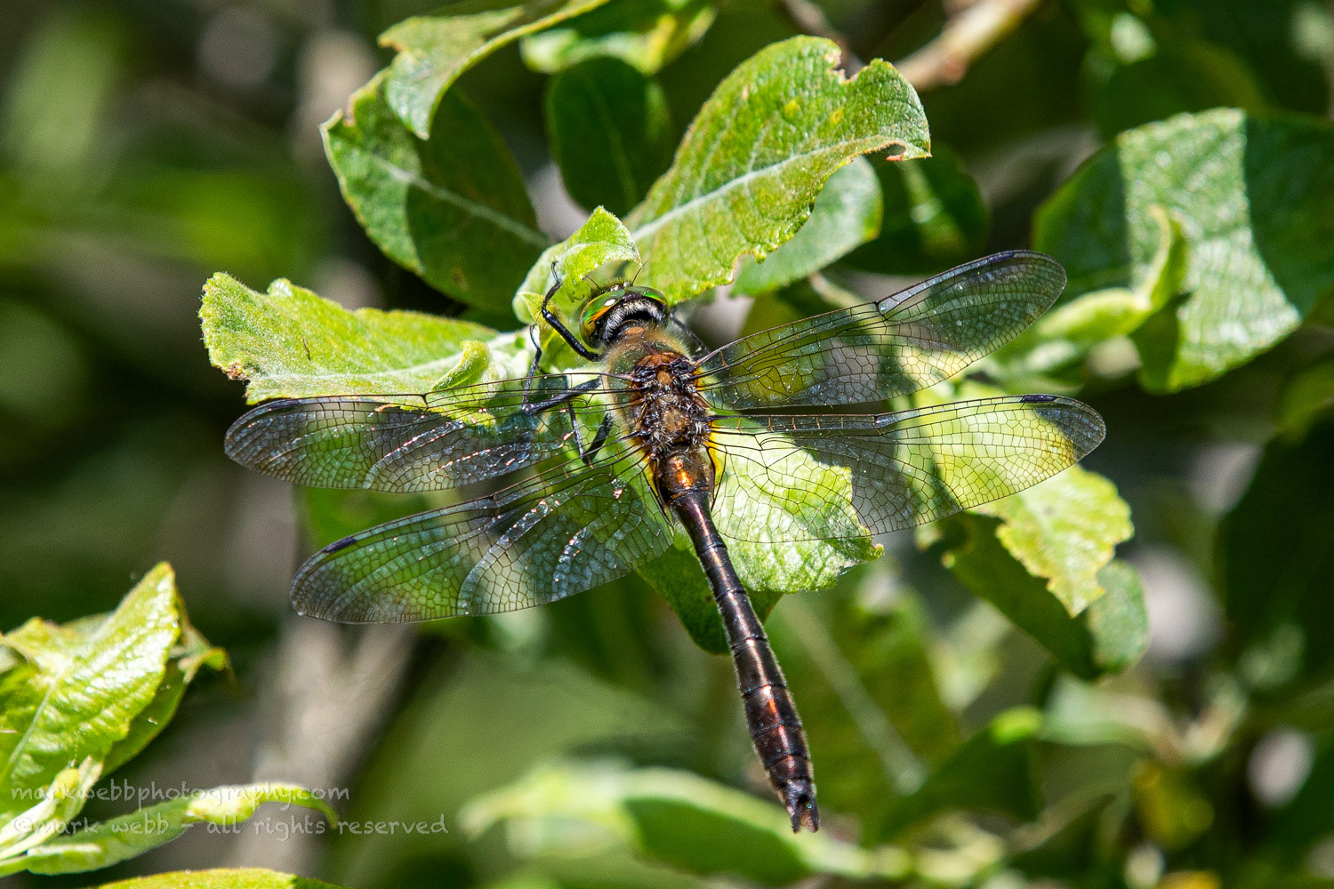 Male