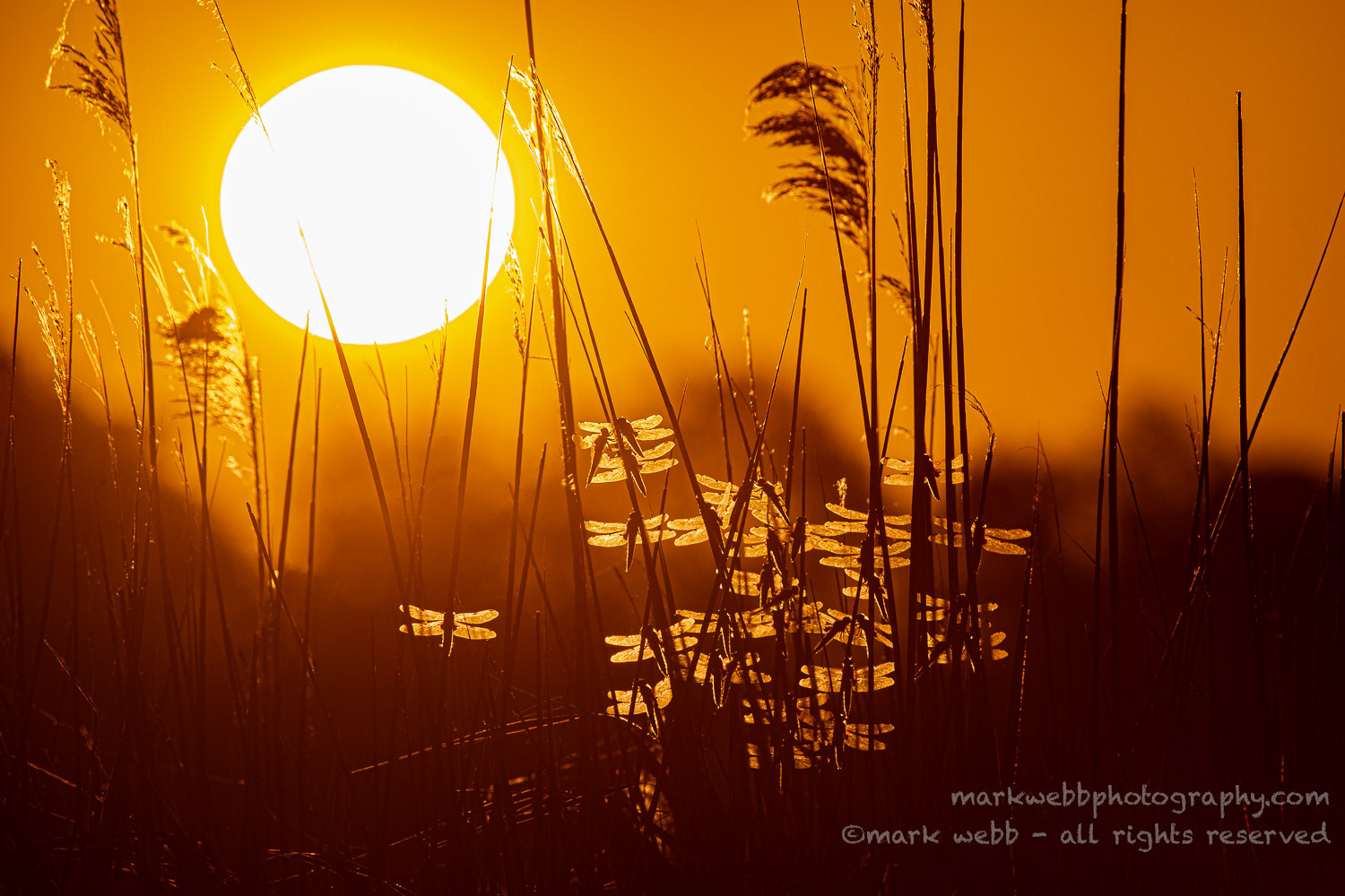 Roosting at Sunrise
