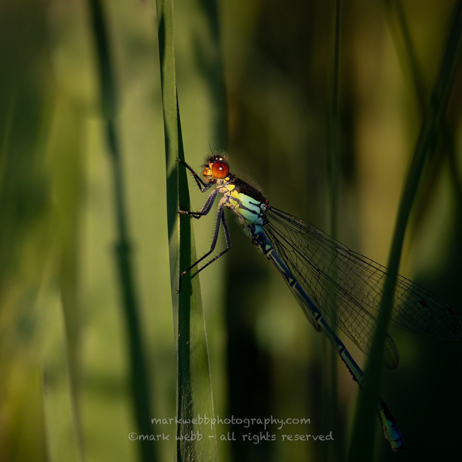 Male