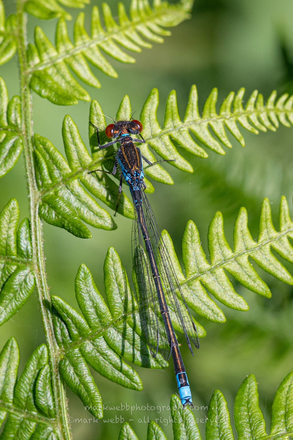 Male