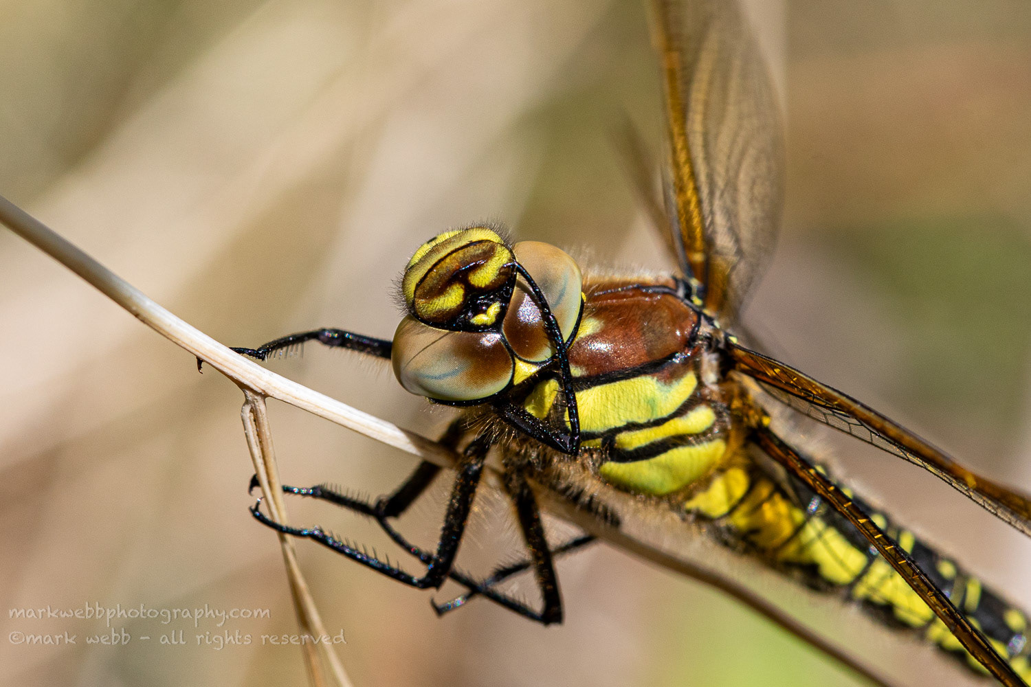 Female (cleaning her eyes)