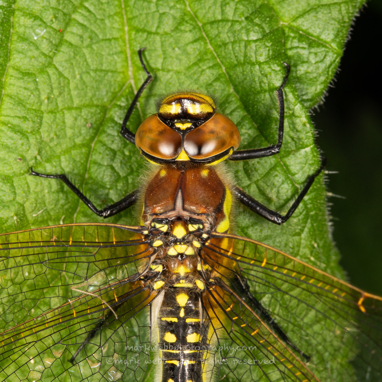Female