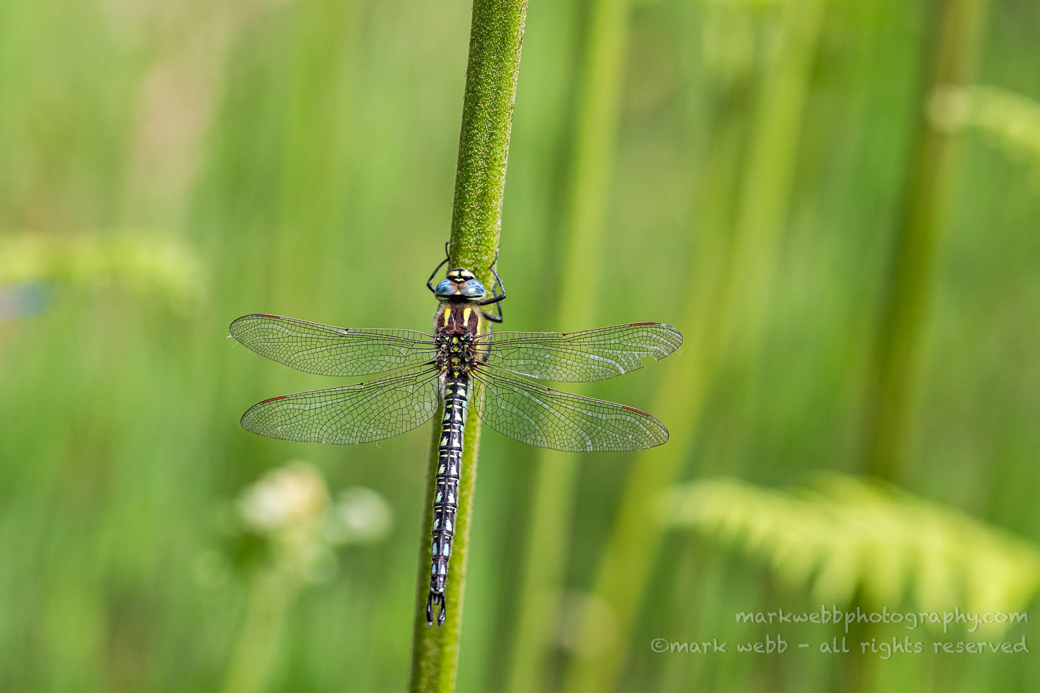 Male