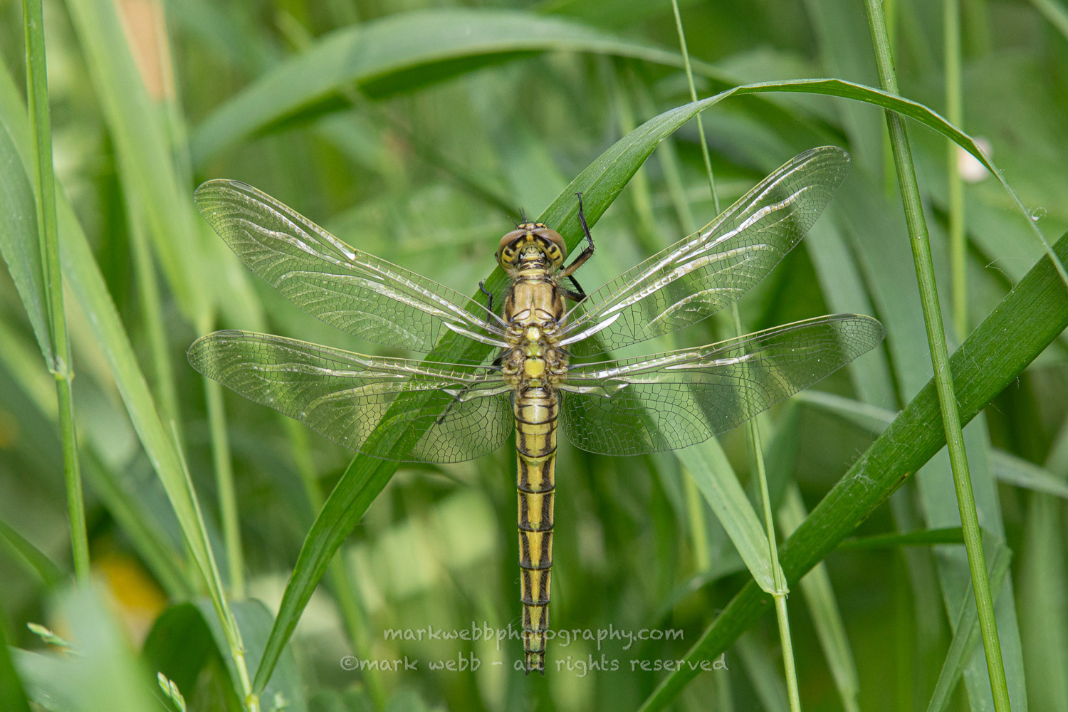 Female (Teneral / Newly Emerged)