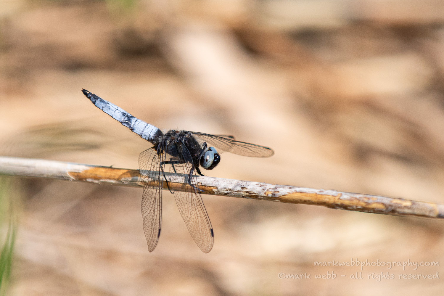 Male