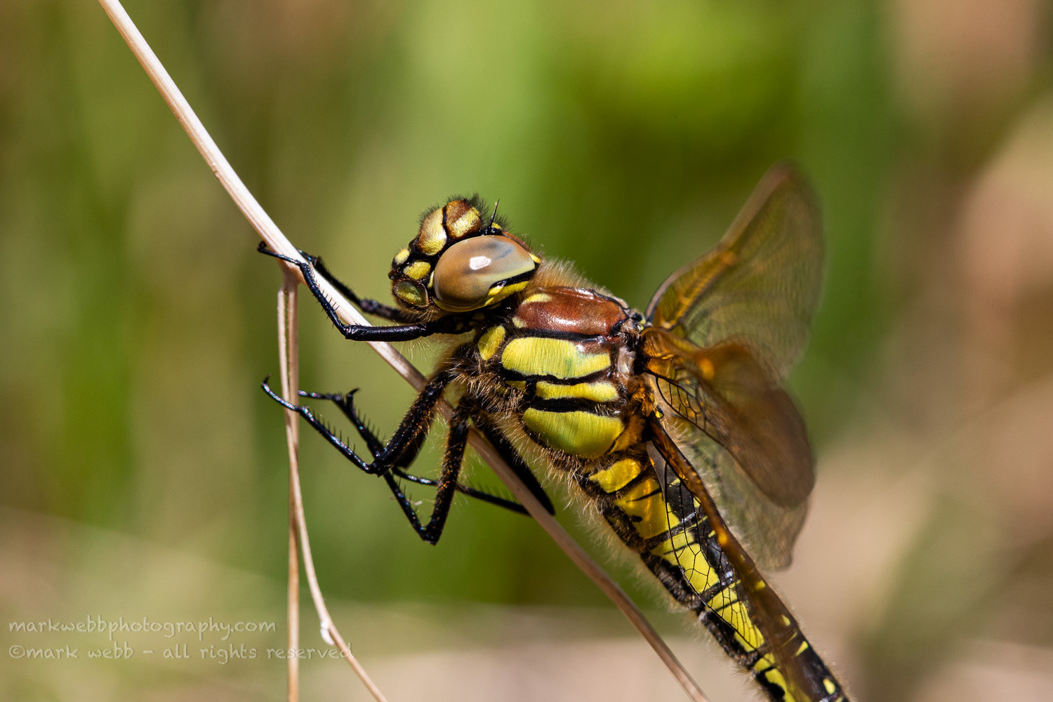Female