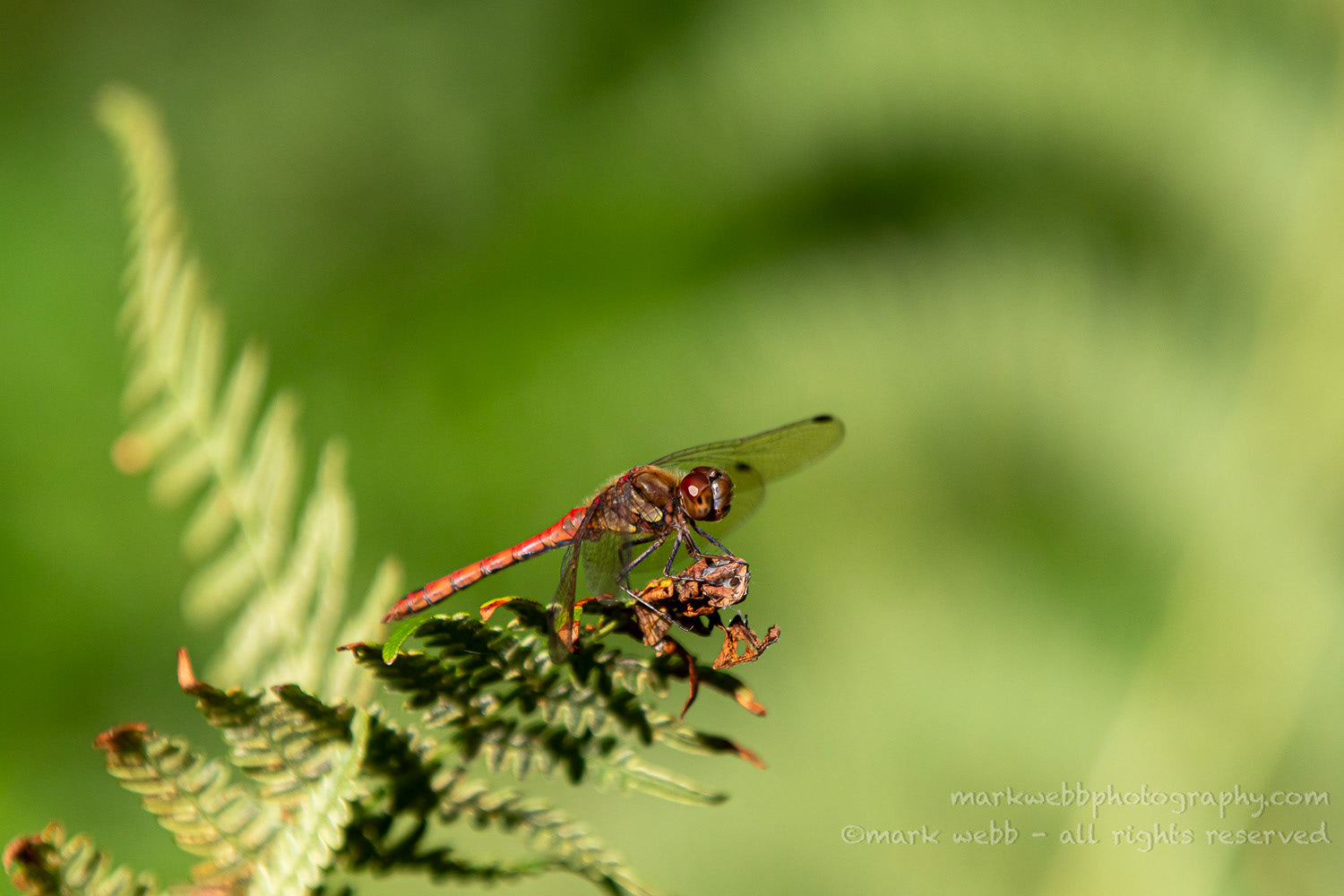 Male