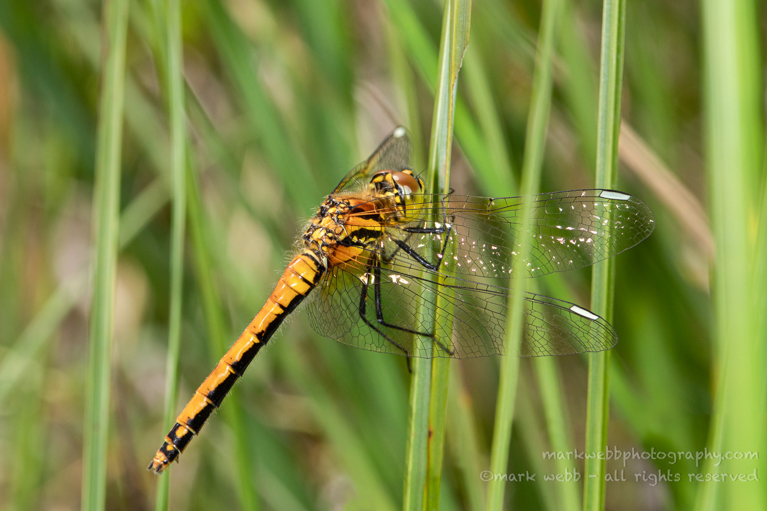 Female