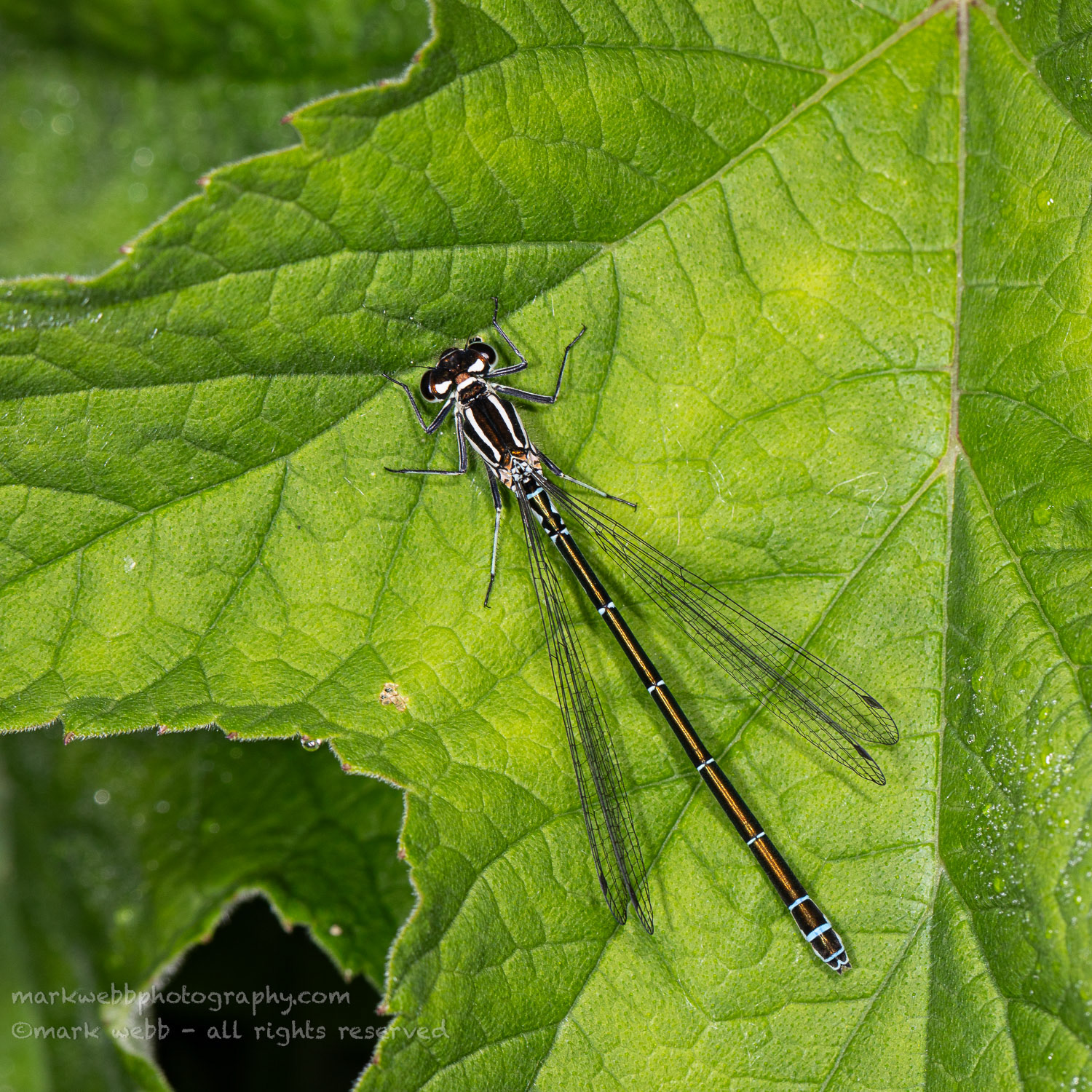 Female