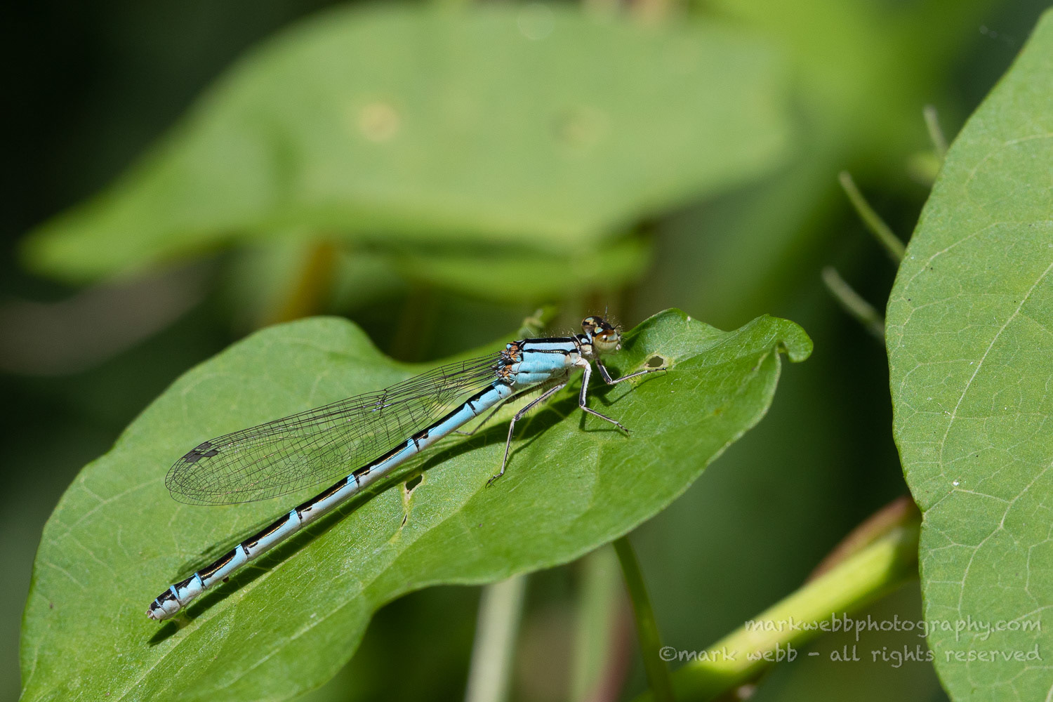 Female (Blue Form)