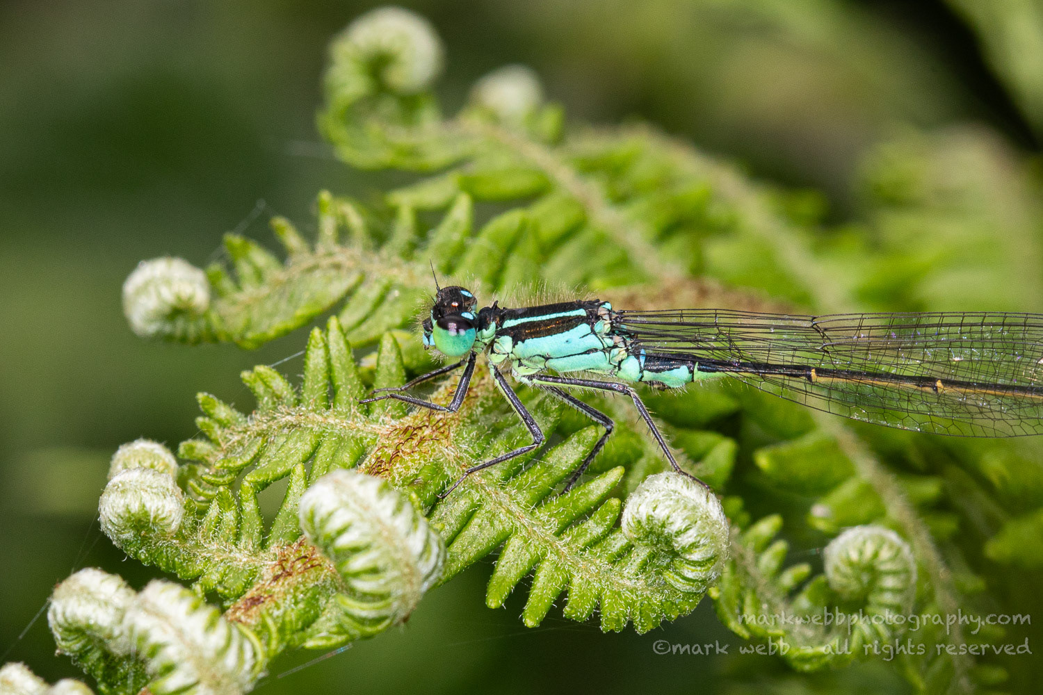 Male