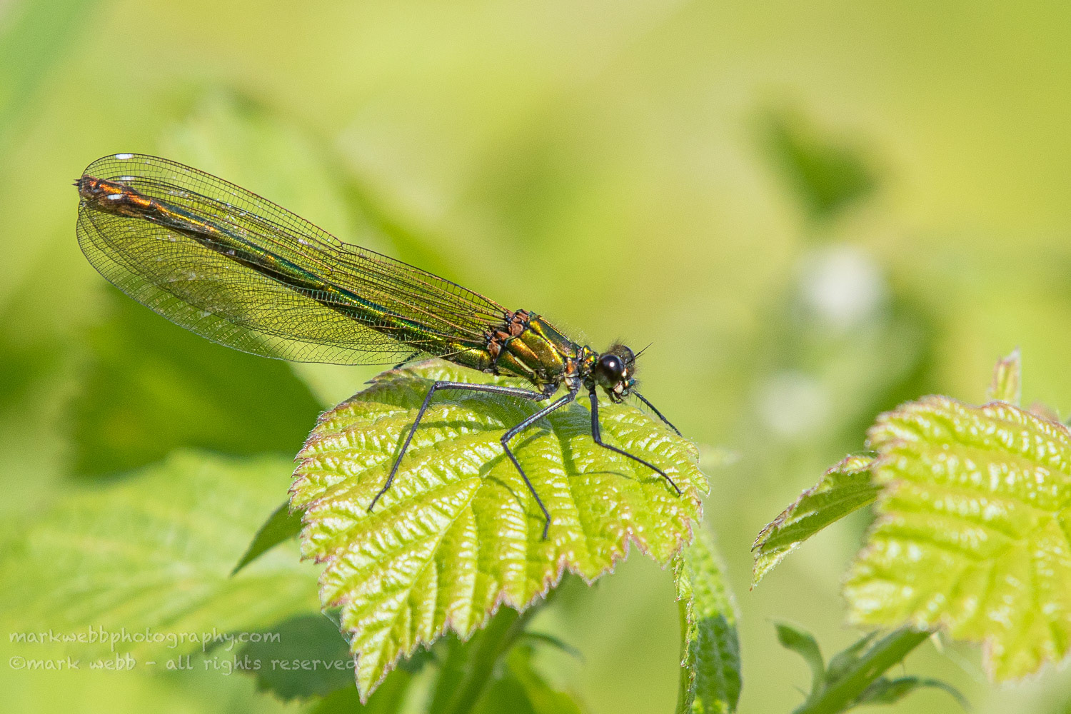 Female