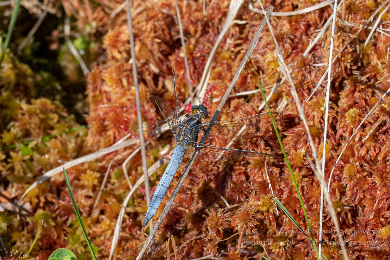Male