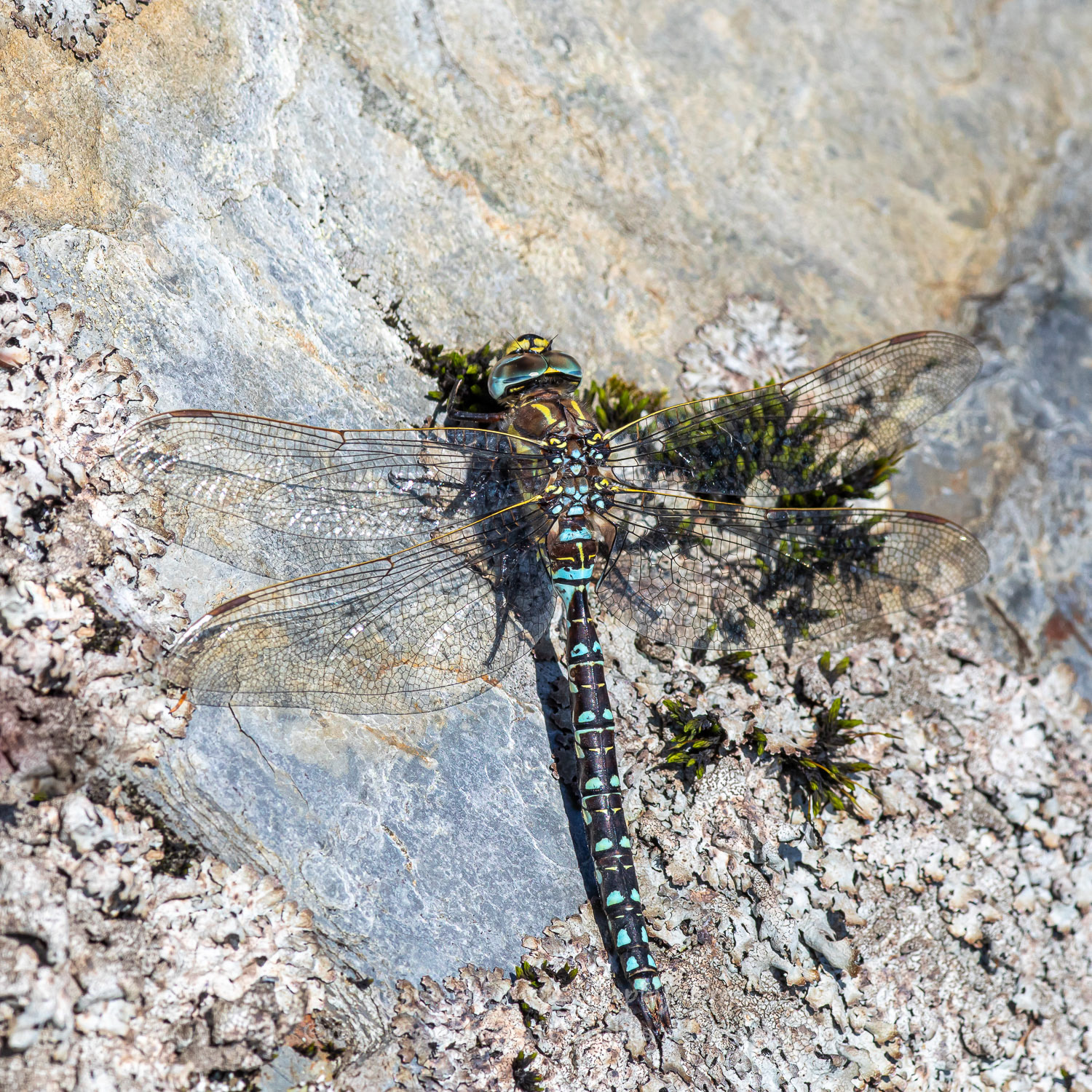 Male