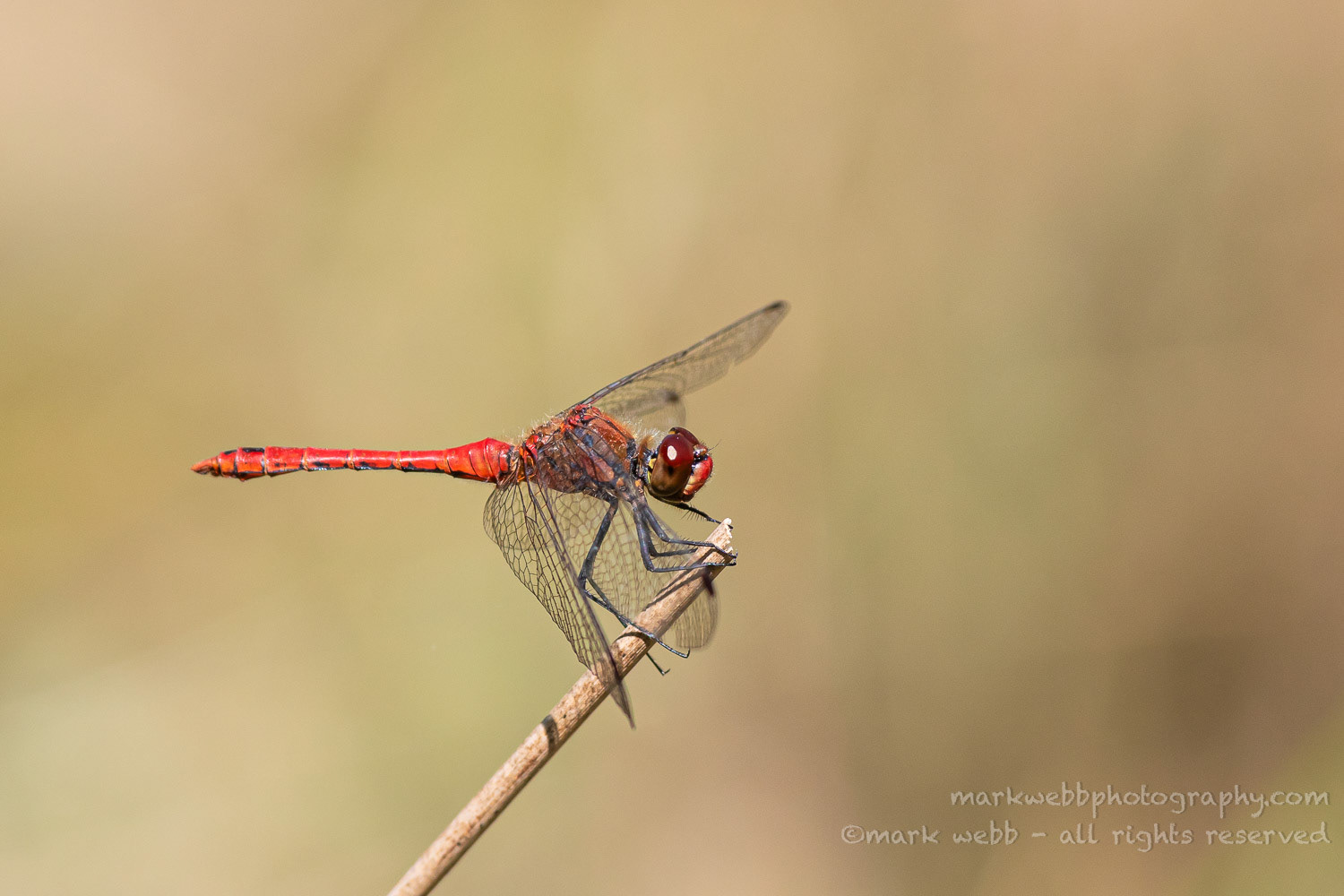 Male