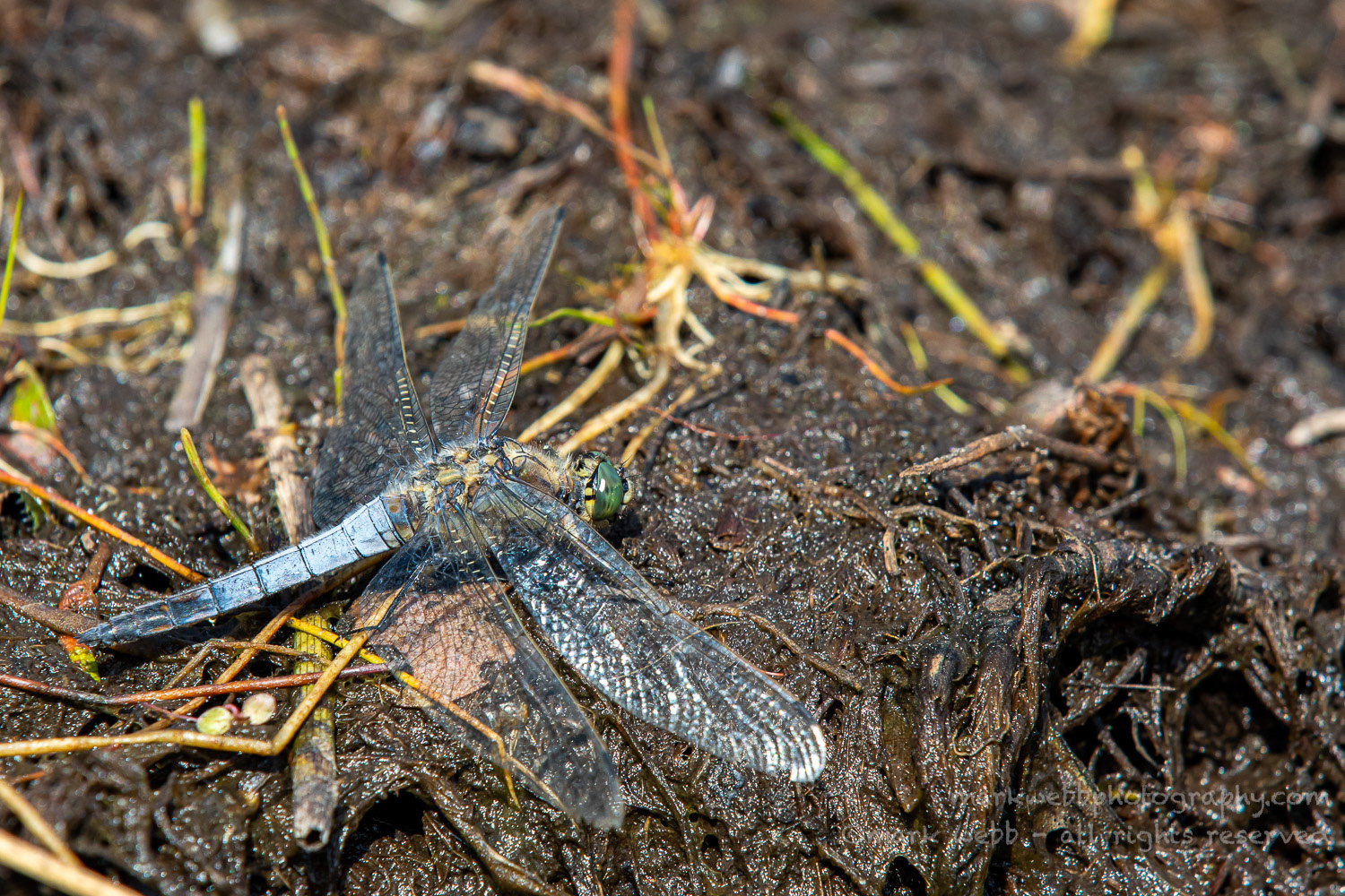 Male