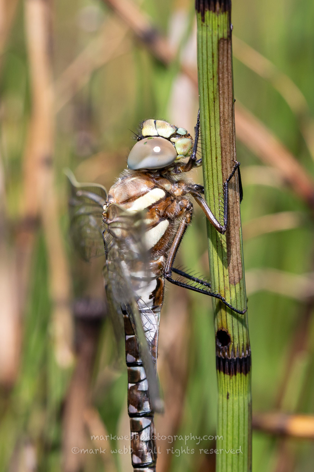Female (Teneral / Newly Emerged)