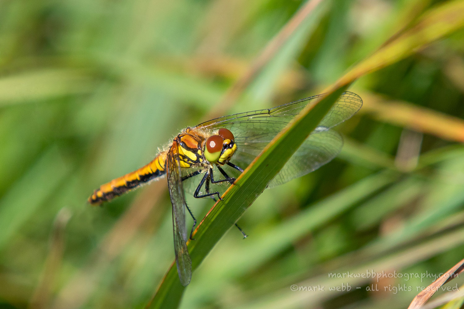 Female