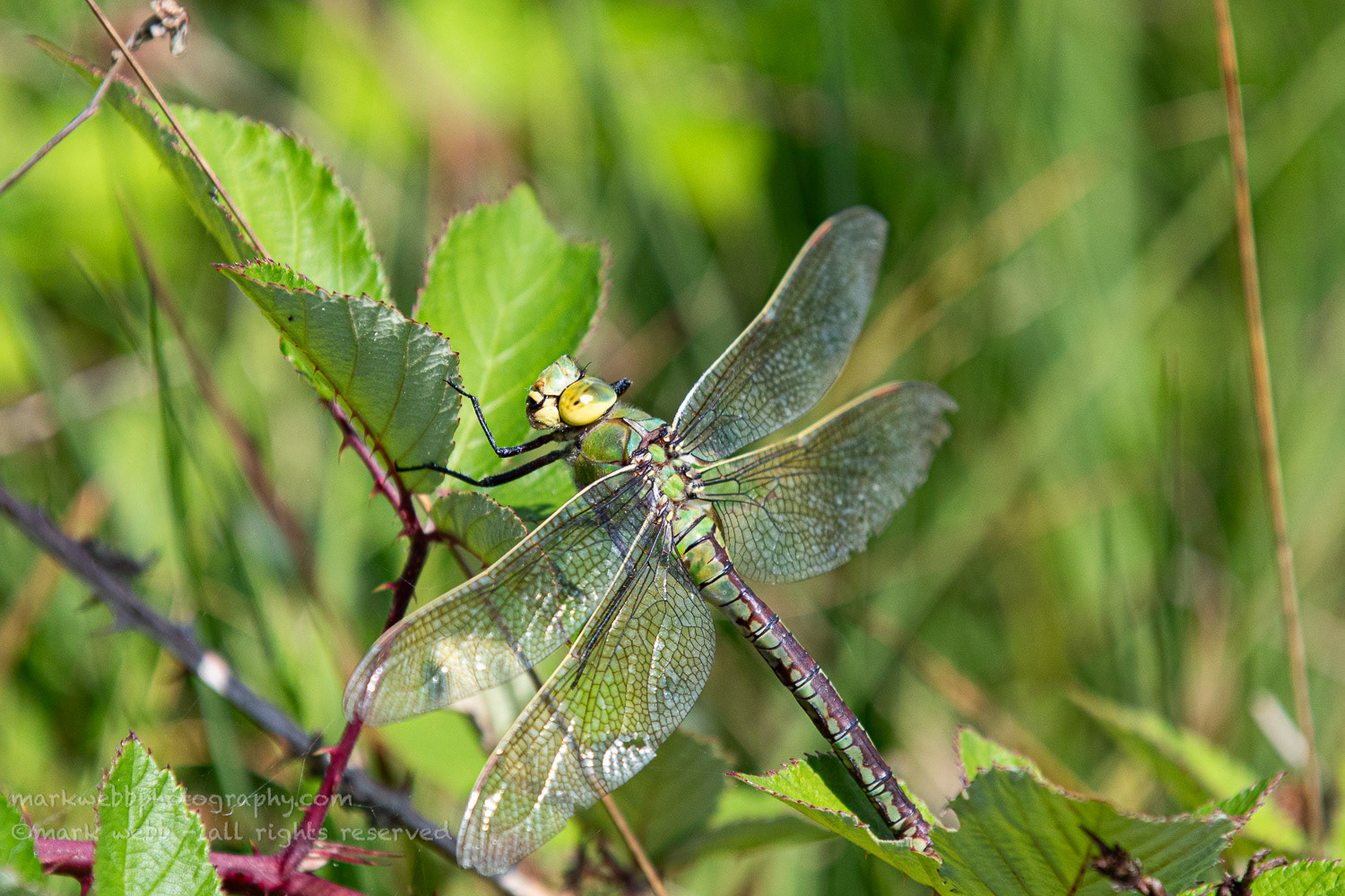 Female