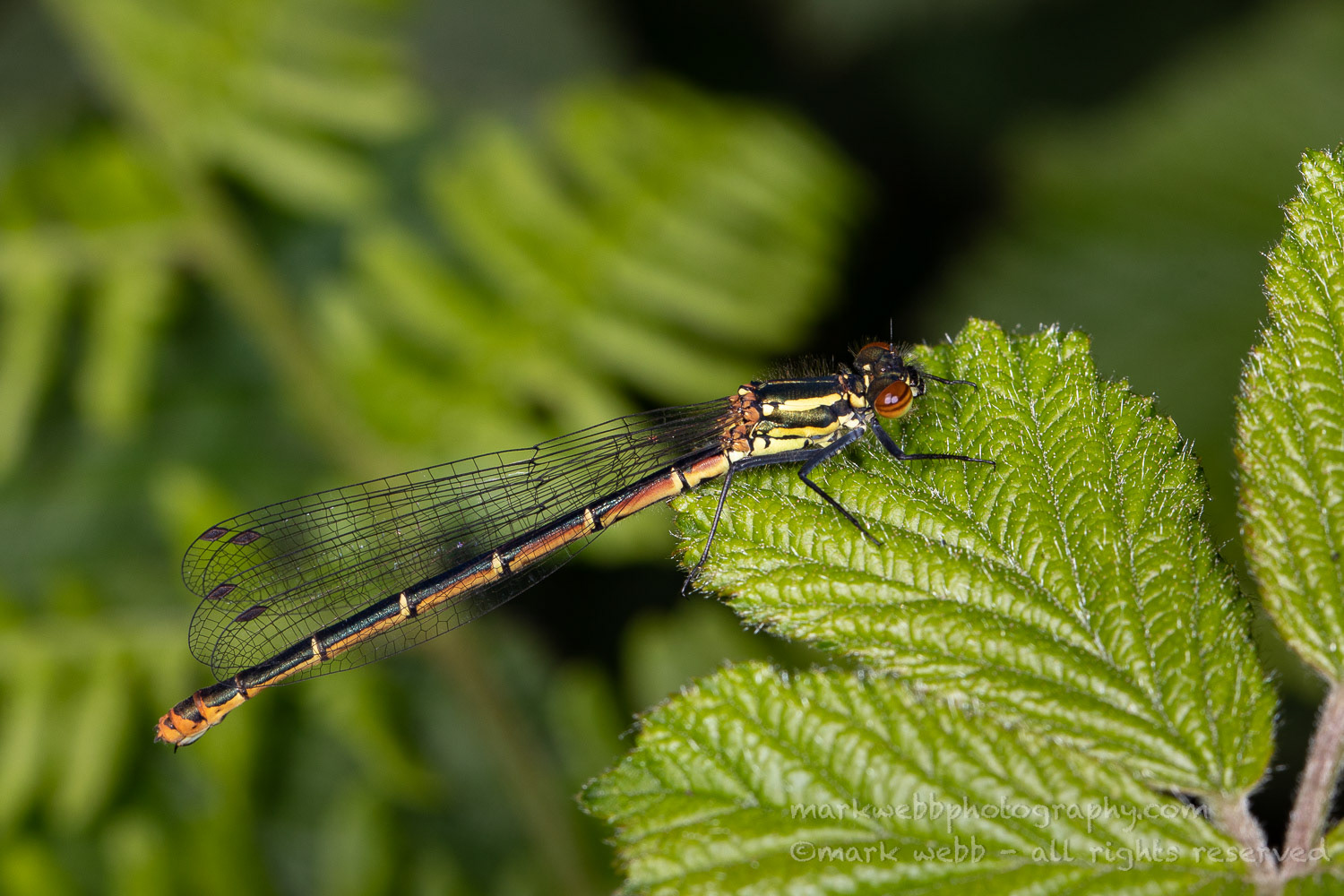 Female (melanotum)