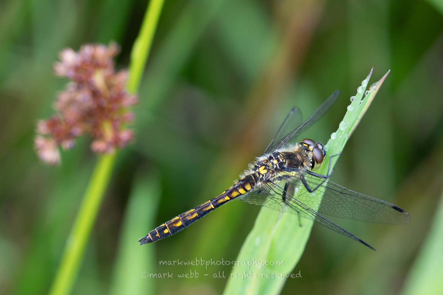 Male