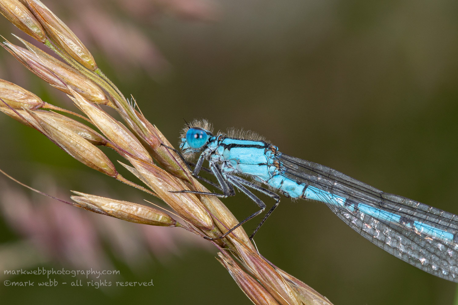 Male