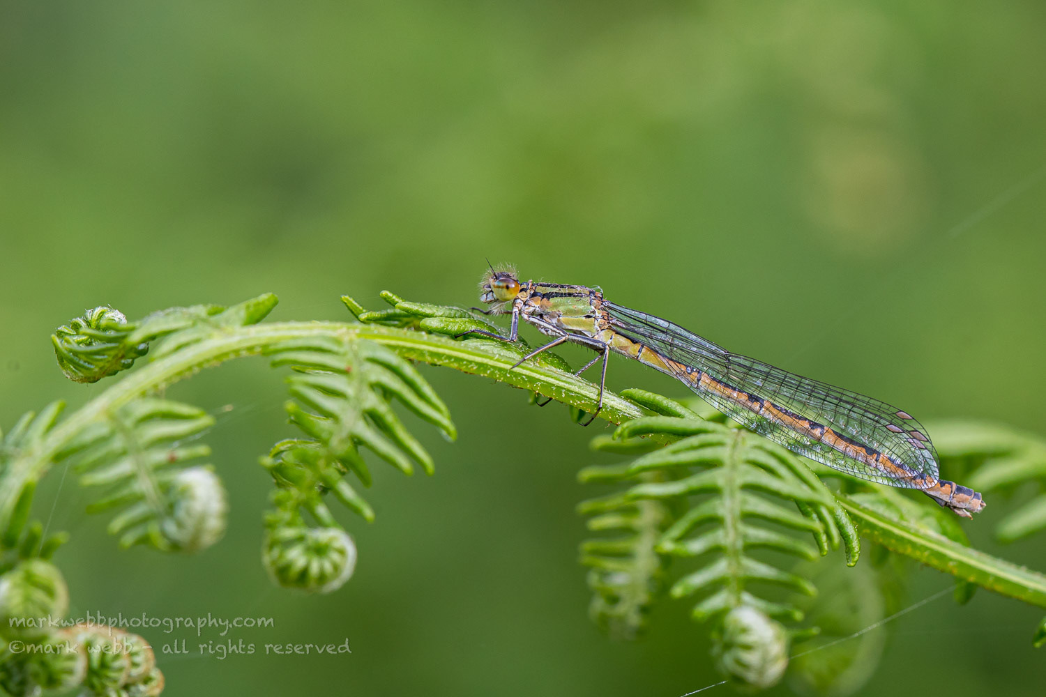 Female (Dull Green Form)