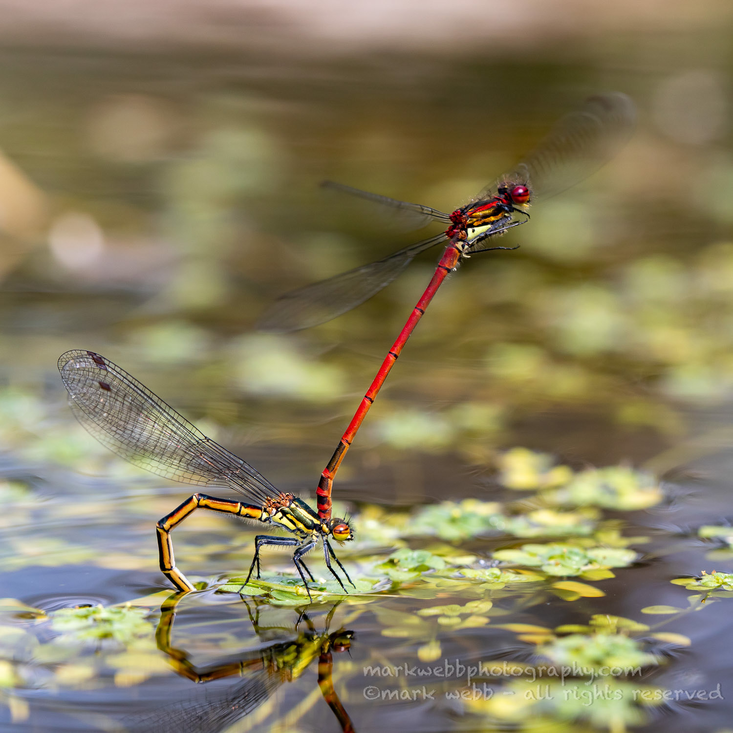 Egg Laying