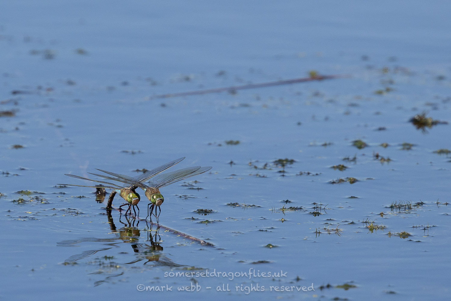 Egg Laying in Tandem