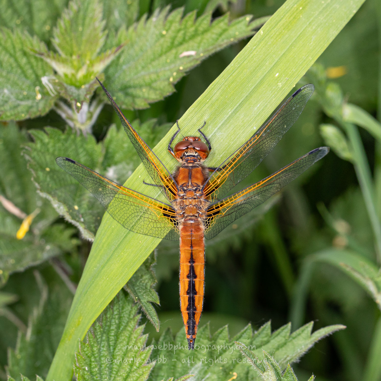 Male (Teneral / Newly Emerged)