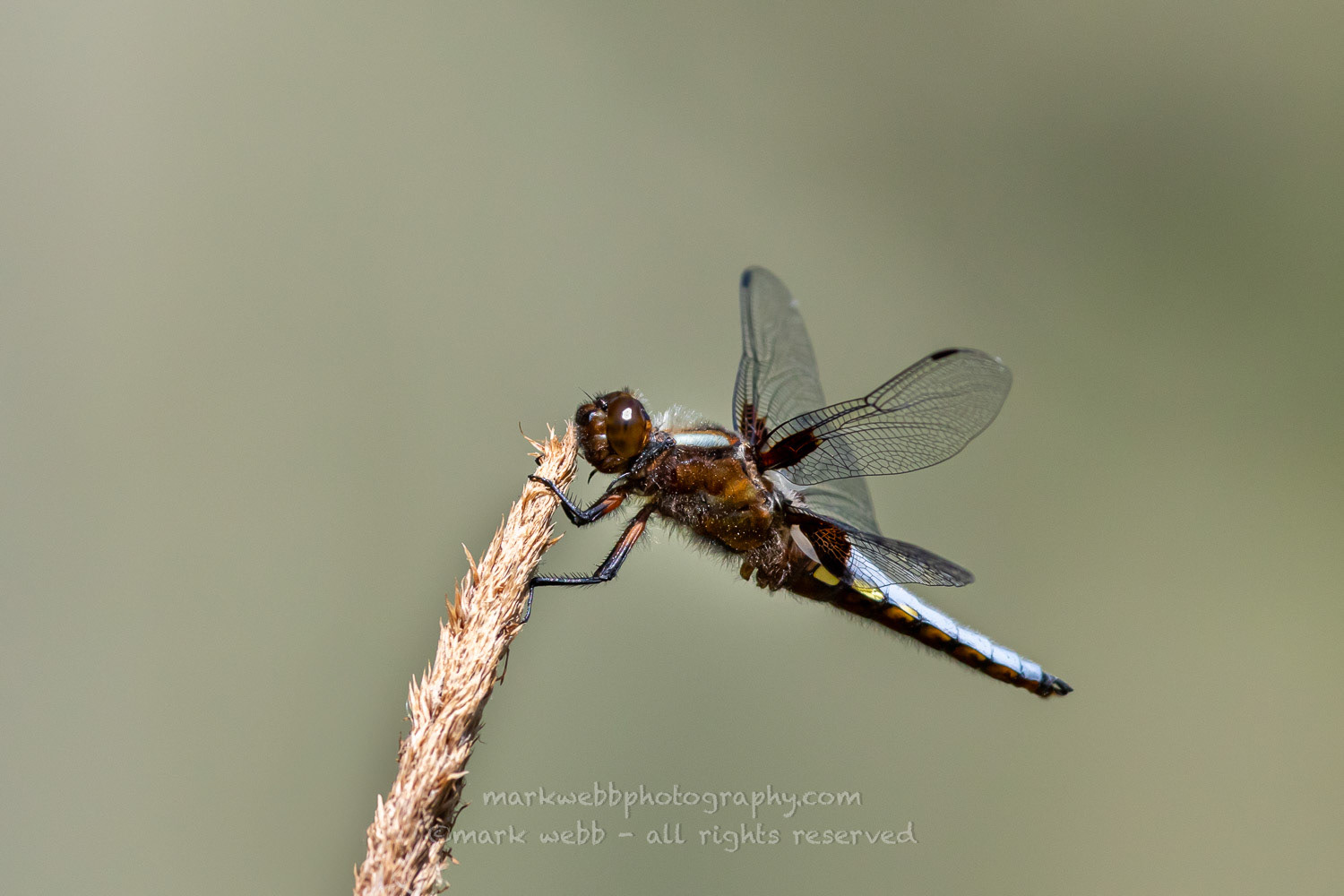 Male