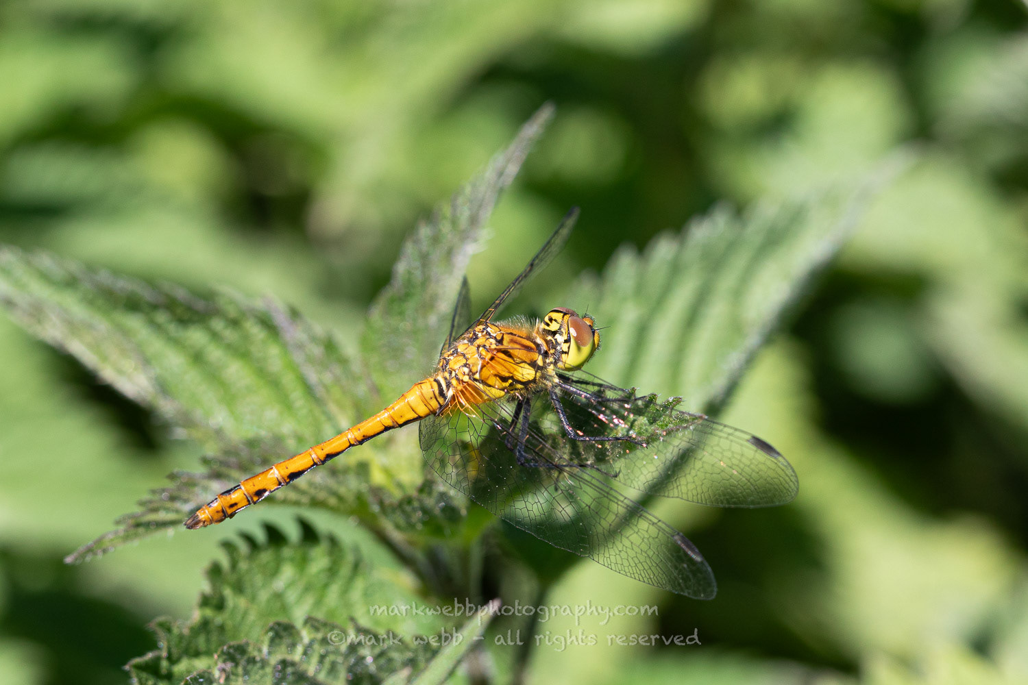 Male (Immature)