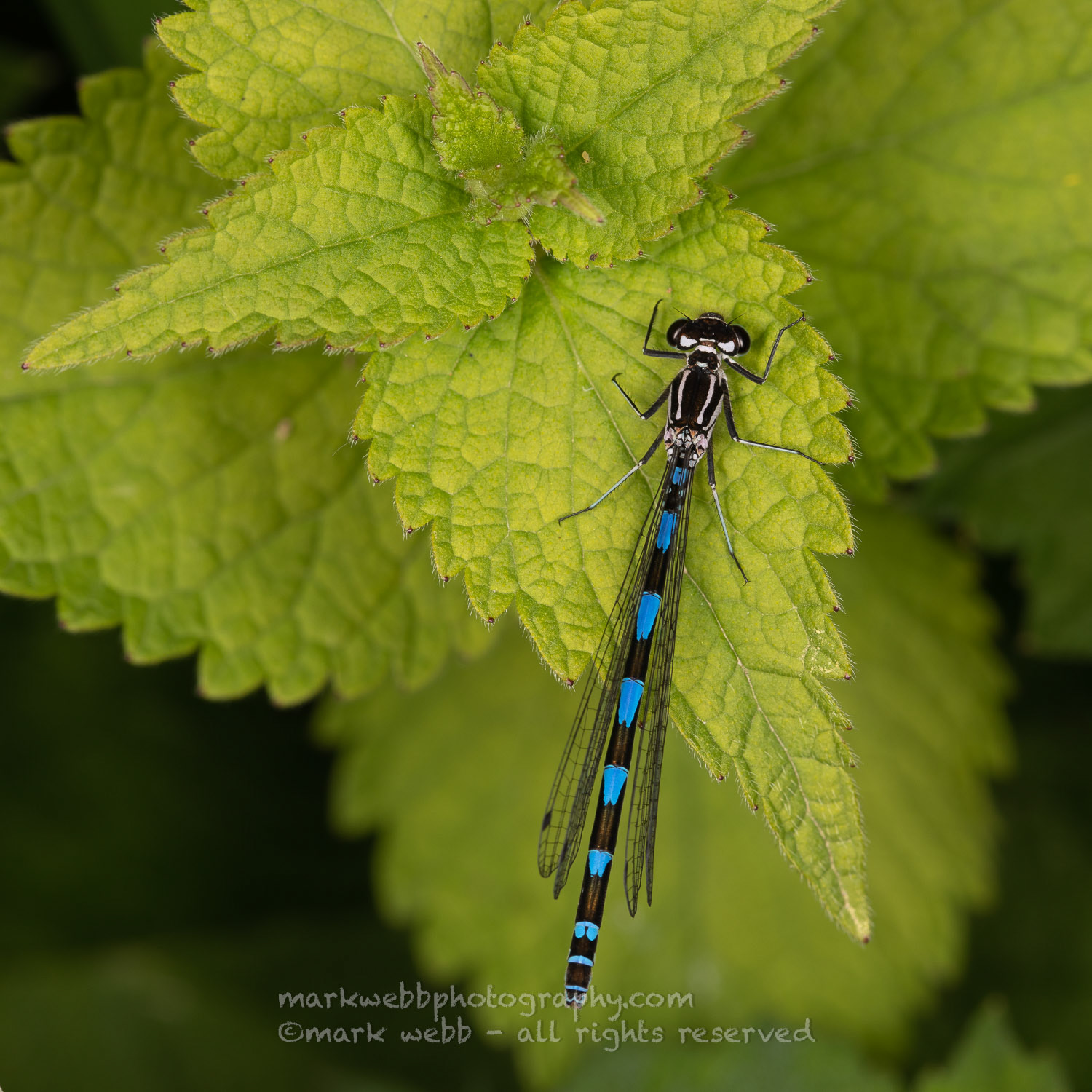 Female (Recently Emerged - Thorax White)