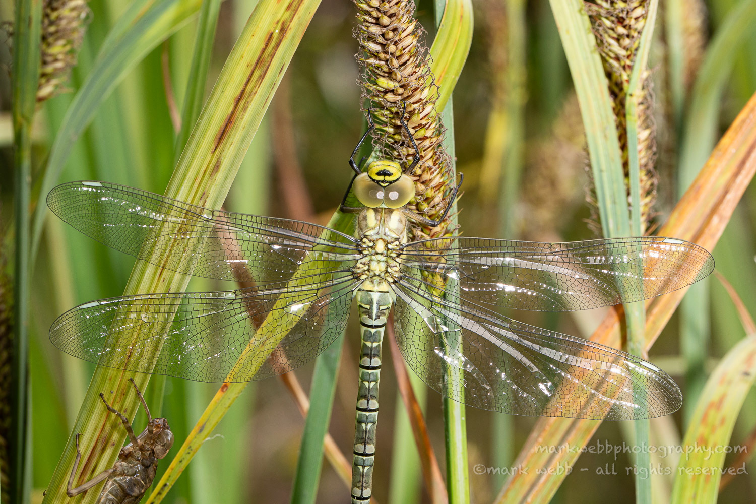 Female (Teneral / Newly Emerged with Exuvia)