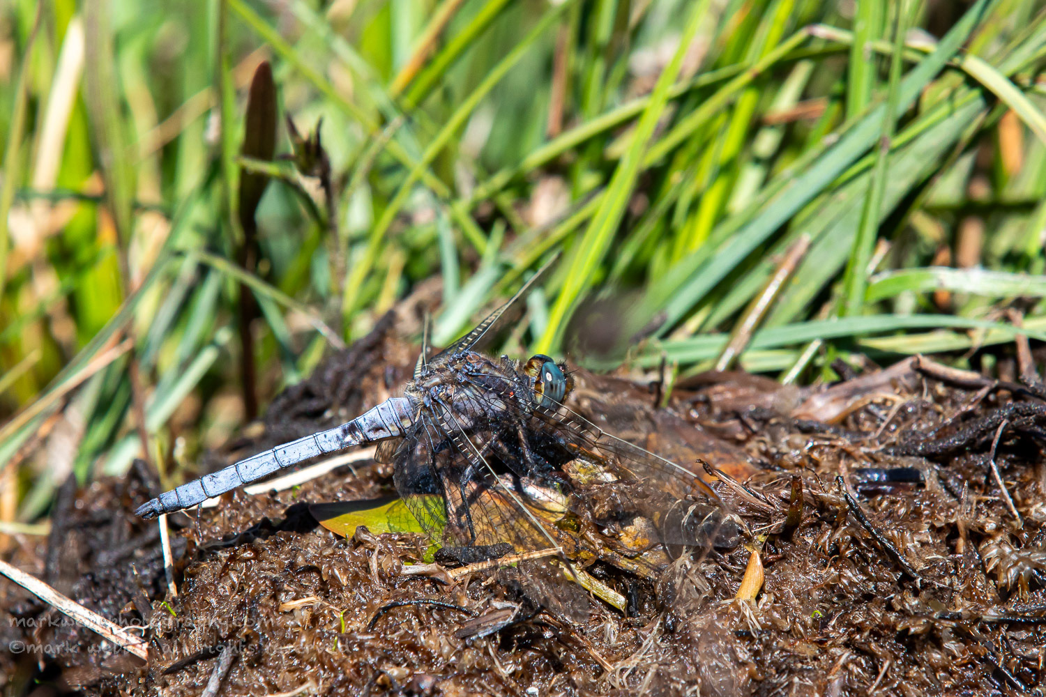 Male