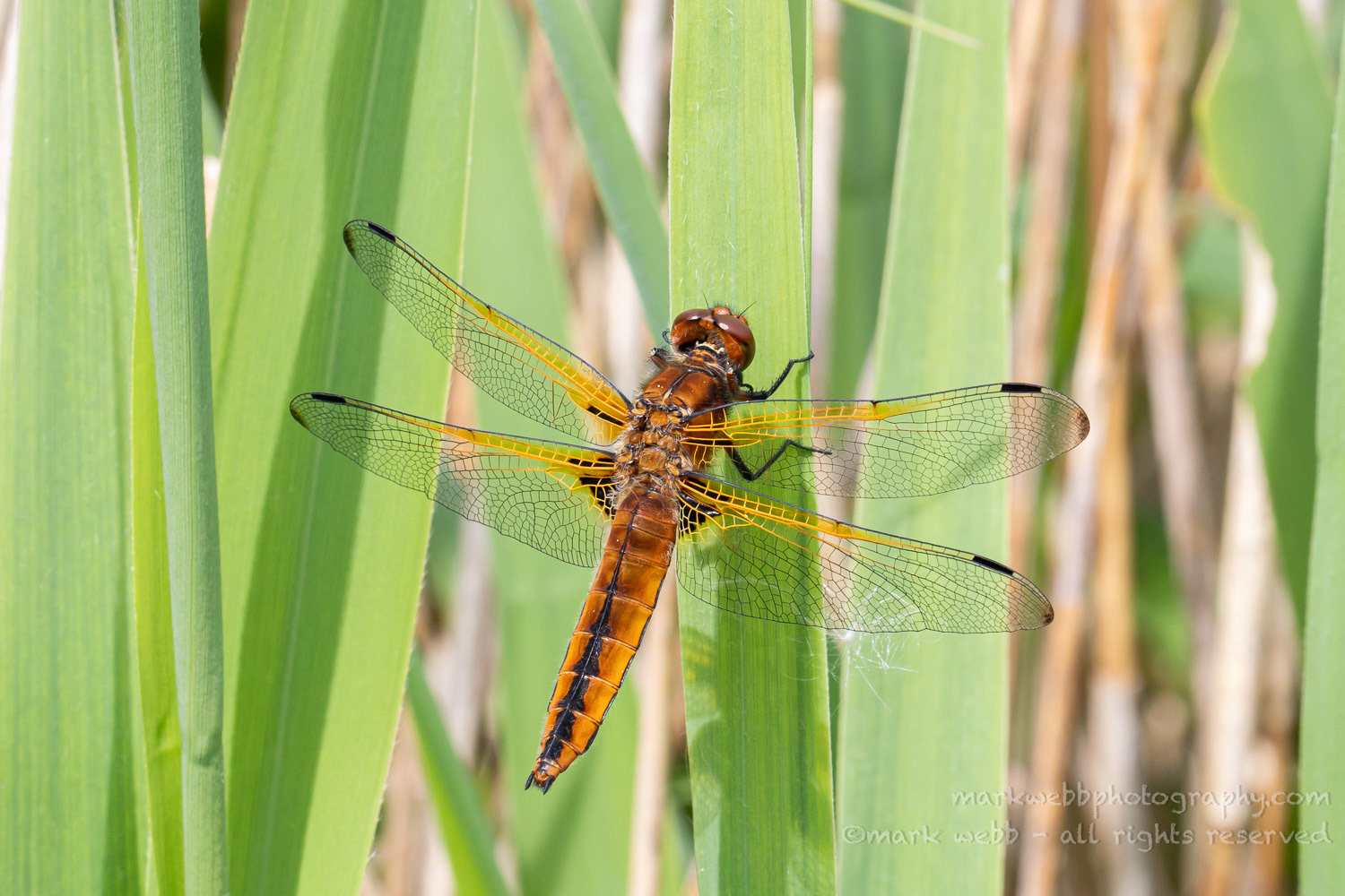 Female