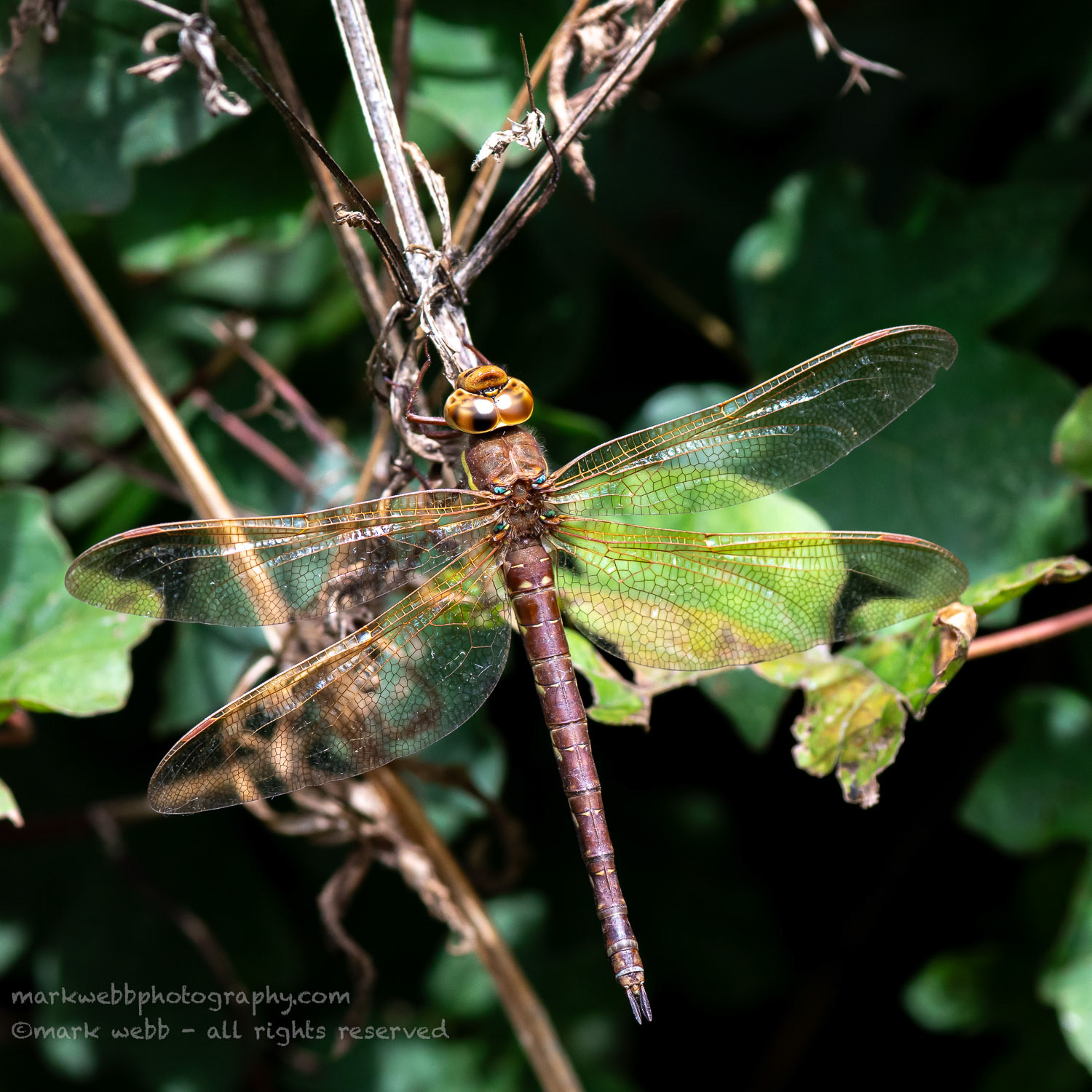 Female