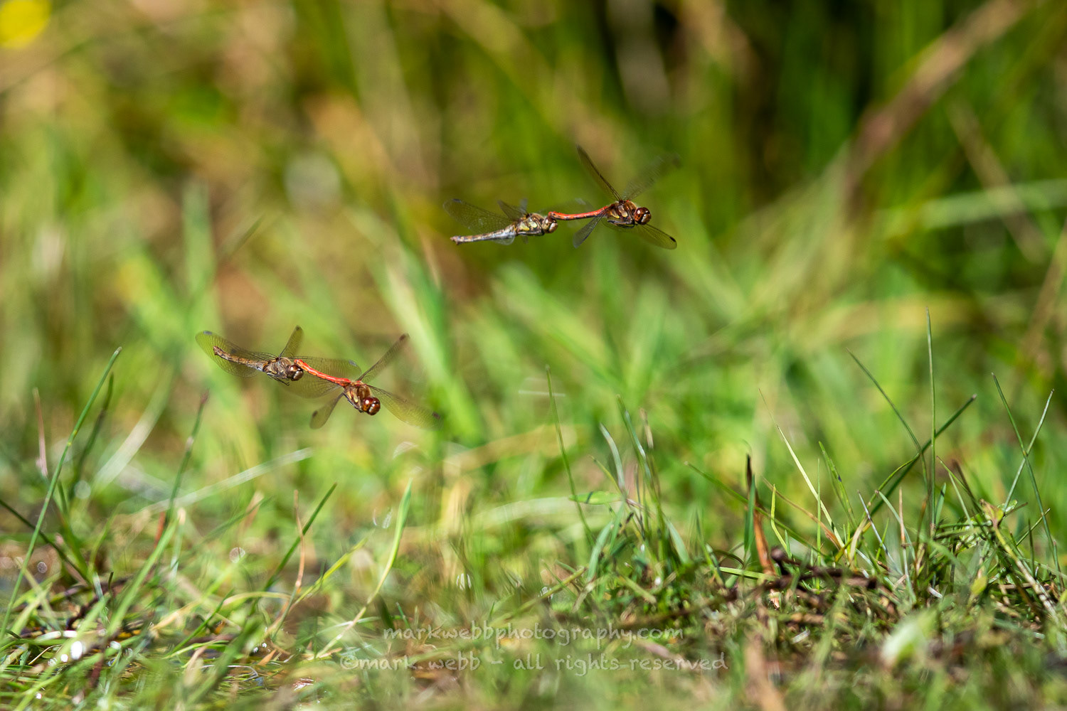 In Tandem