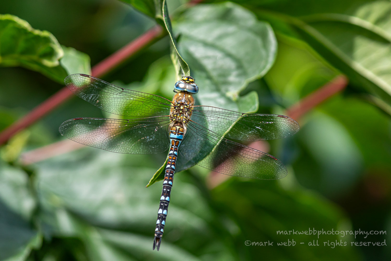 Male