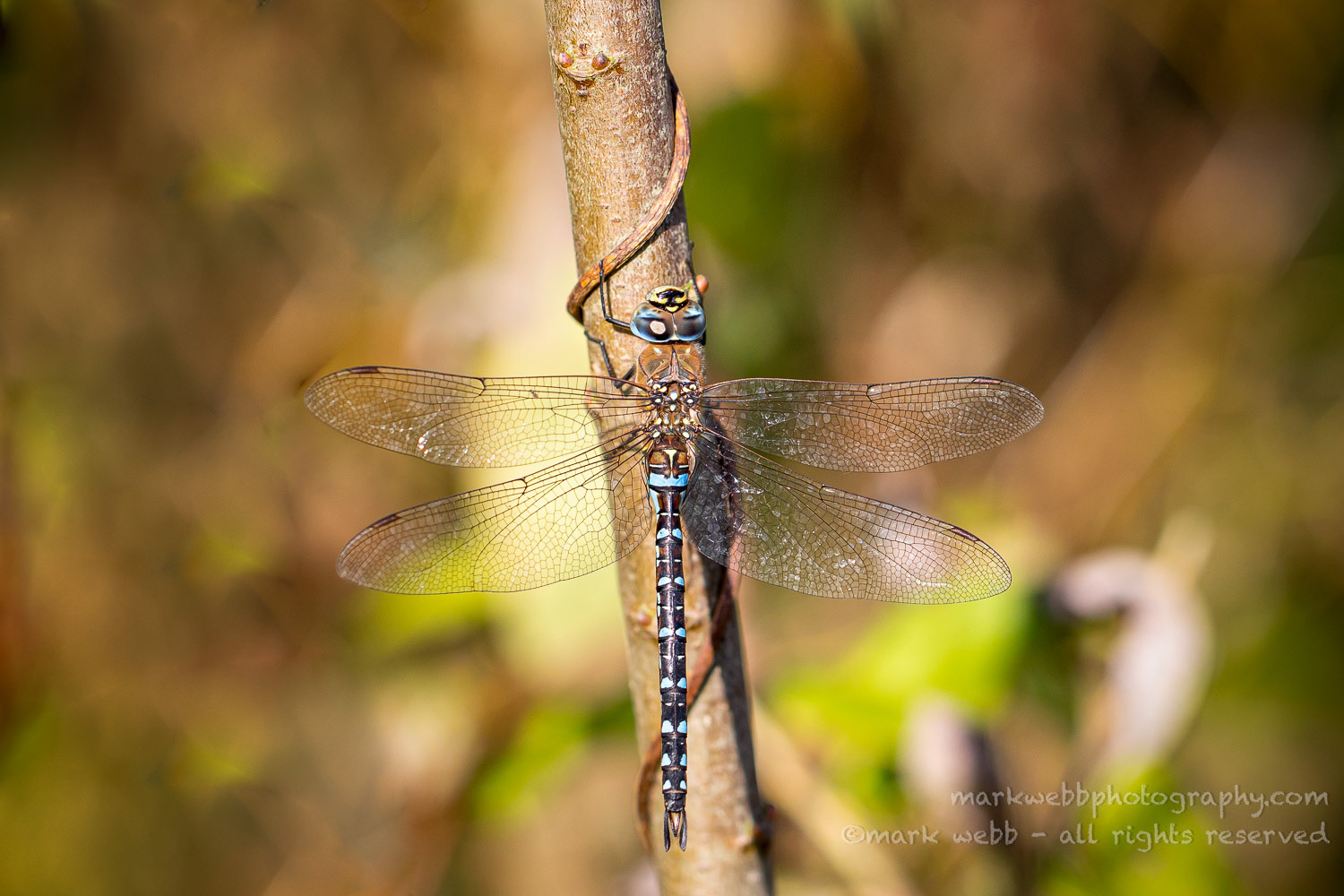 Male