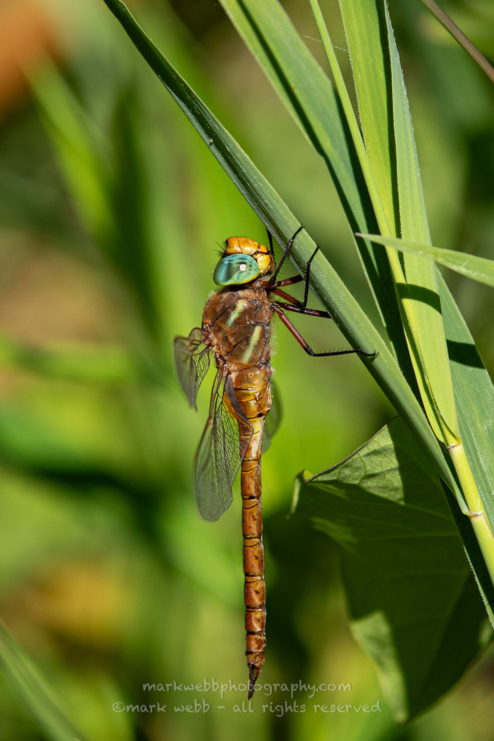 Male