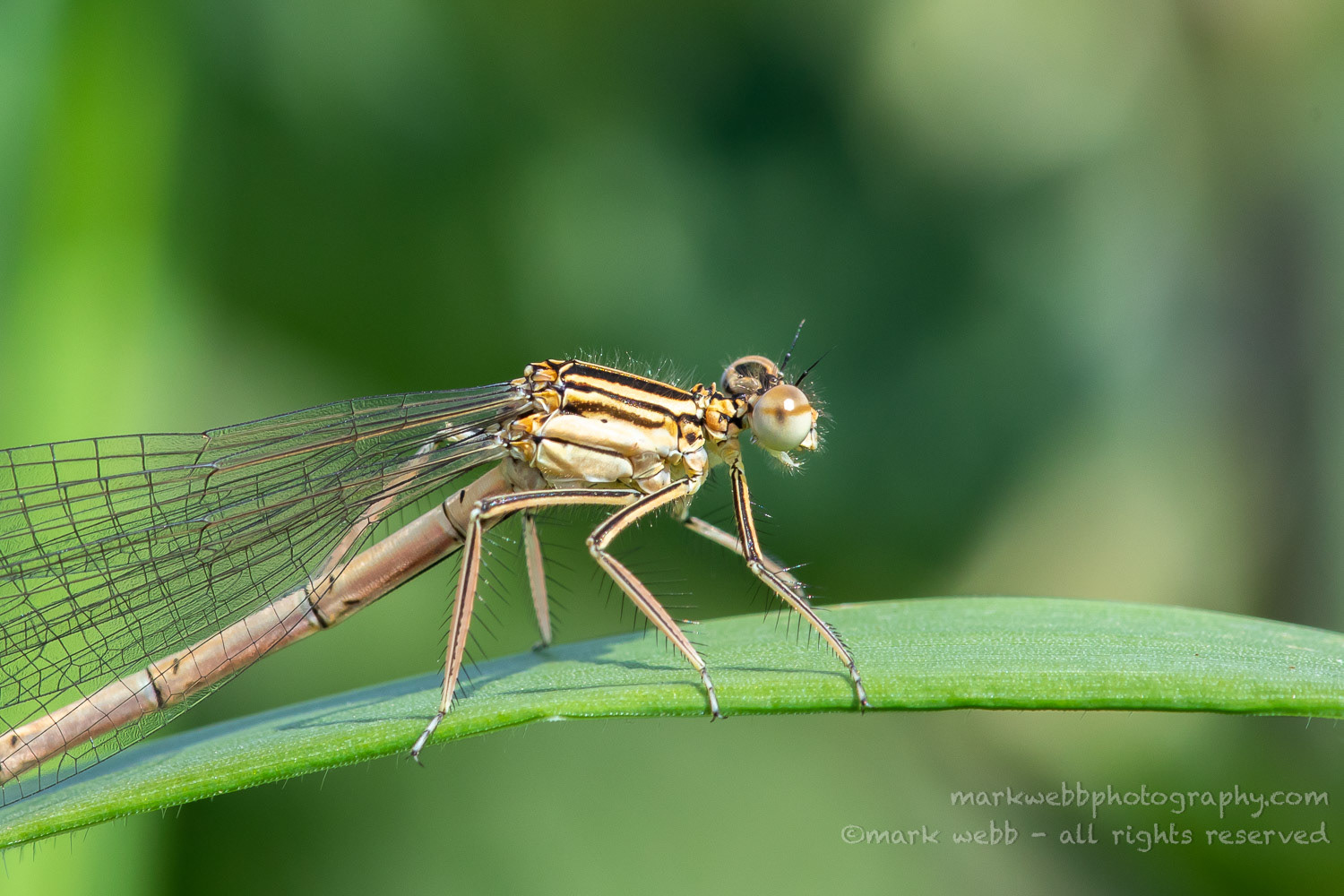 Female (Teneral / Newly Emerged)
