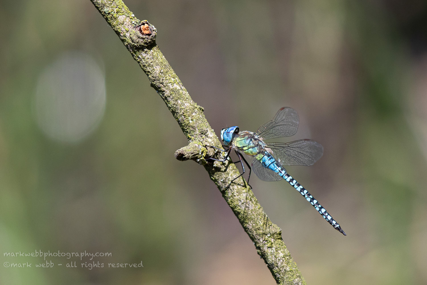 Male
