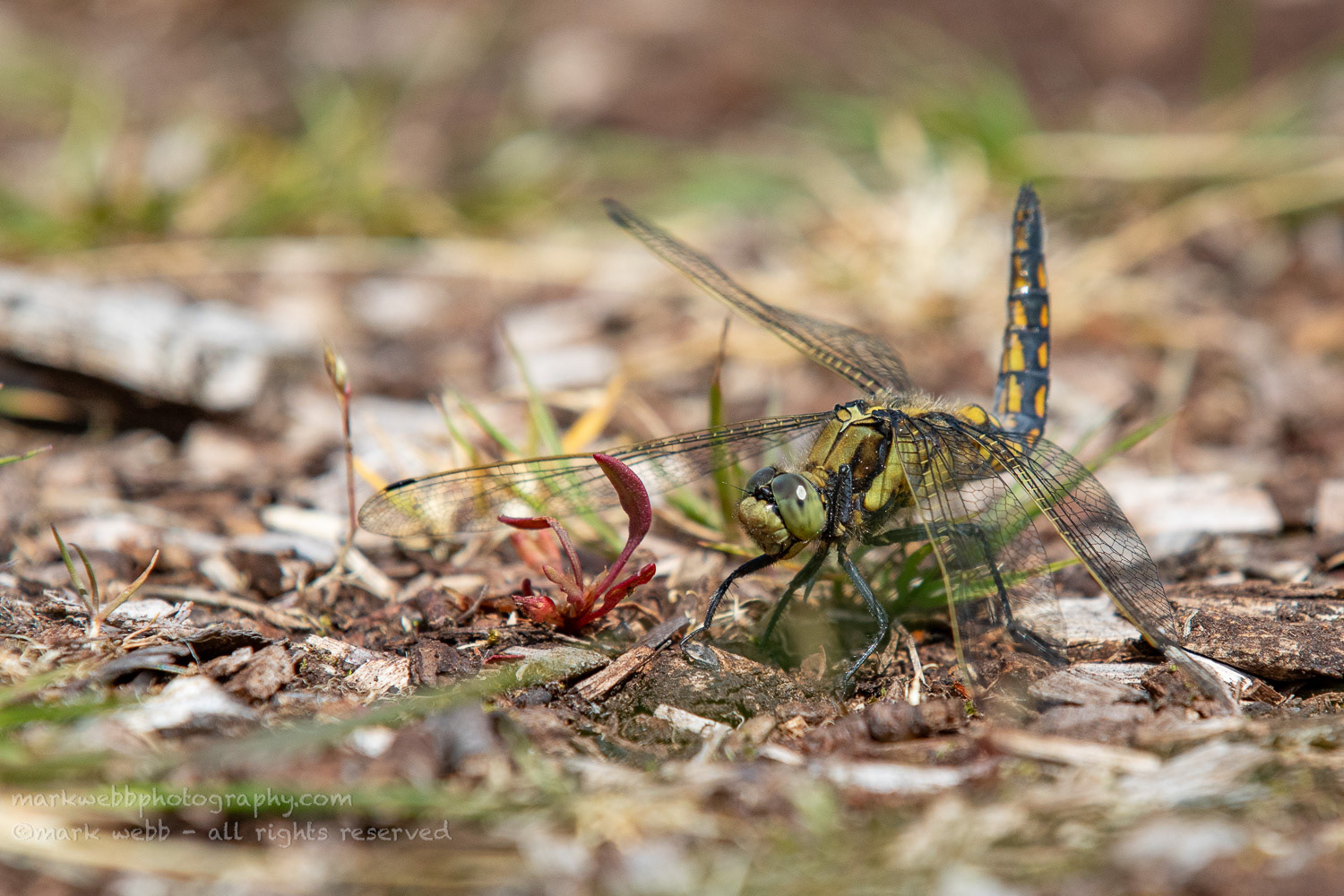 Male (With Bent Abdomen)