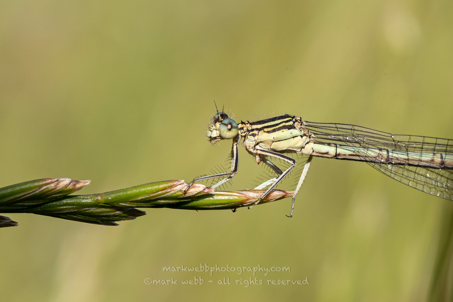 Female